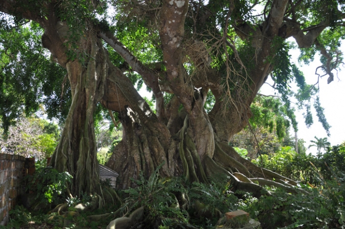 For Sale: Blackmans Plantation, St. Joseph, Barbados | Plantation ...