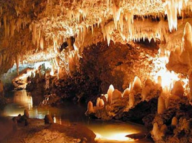 Explore Barbados The Animal Flower Cave Blog Realtors Limited   Cave 