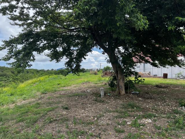 Lower Estate Barbados Commercial Land For Sale Lot 14 Tree on property