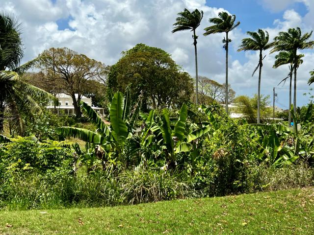 Staple Grove Plantation Yard Barbados For Sale External Palm Tree Lined Driveway