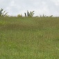 Apes Hill Polo Field, Lot 39, Waterhall, St. James, Barbados For Sale in Barbados